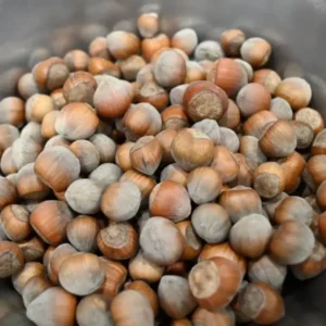 Pahadi Hazelnuts