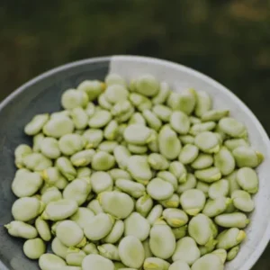 Edamame Seeds